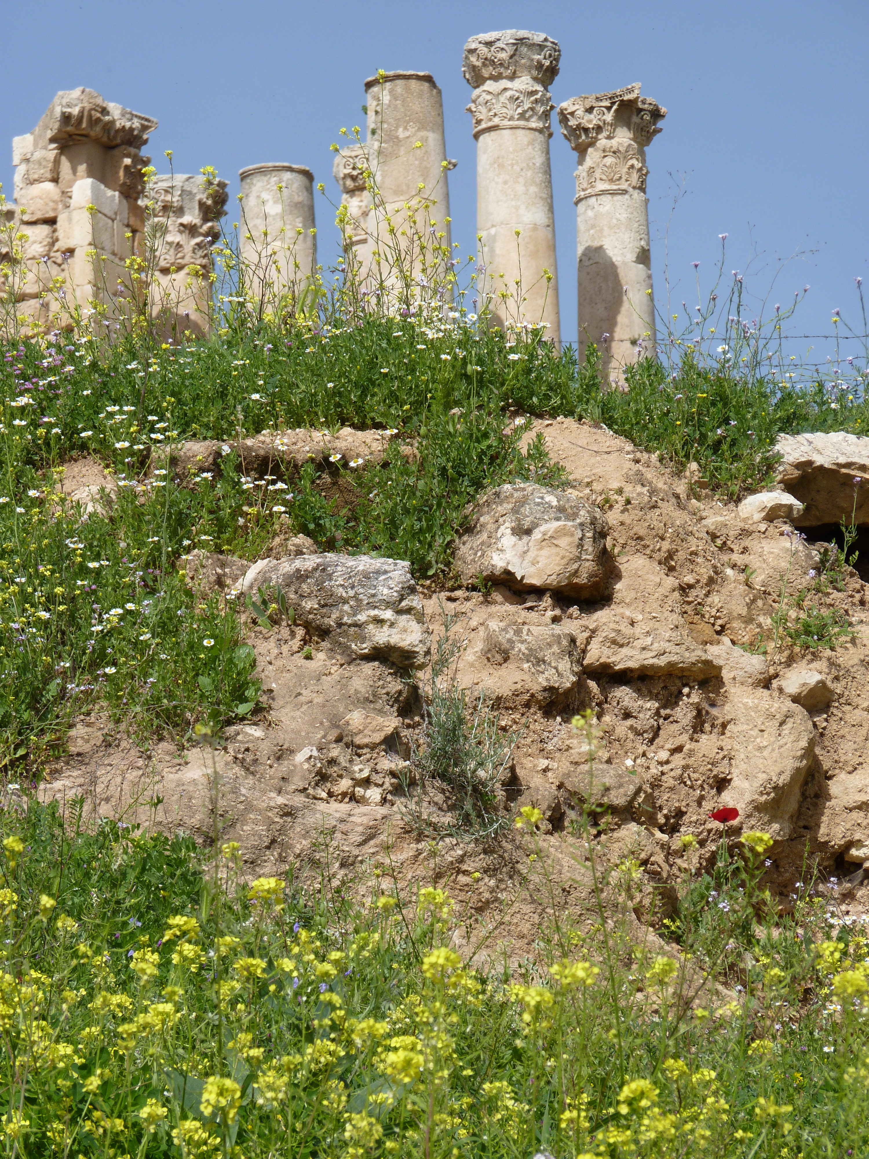 Site archéologique de Jerash (romain) avec champ de fleurs sauvages