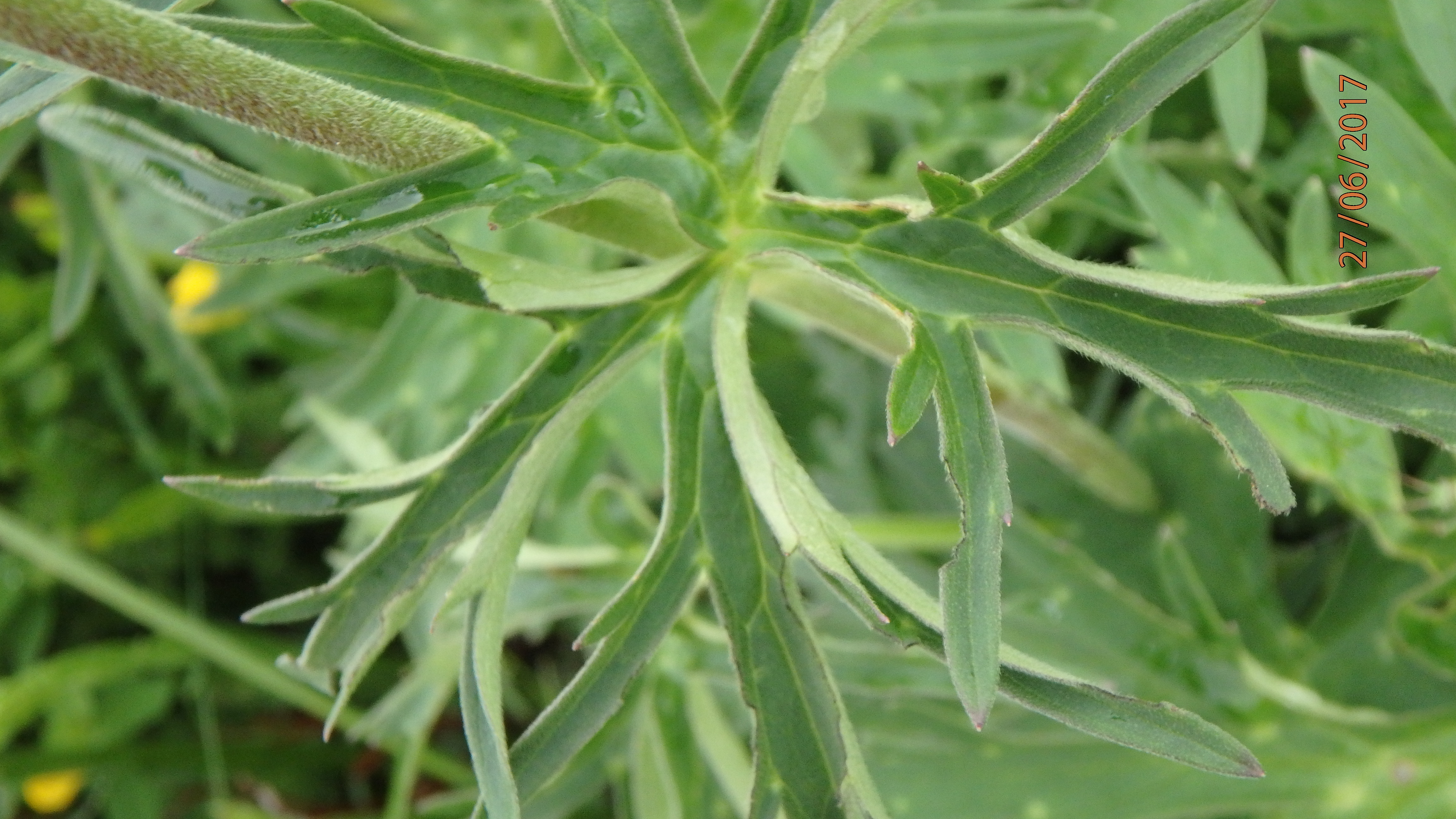 FEUILLE ACONIT TUE LOUcantalP