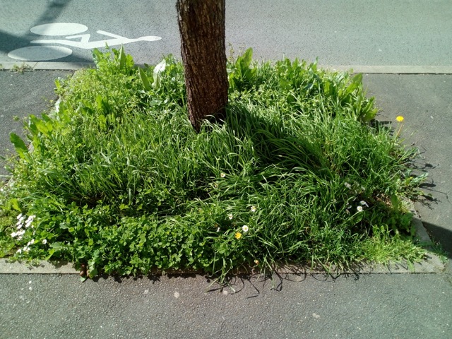 au pied d'un arbre urbain, le mètre carré hors béton est envahi d'herbes folles