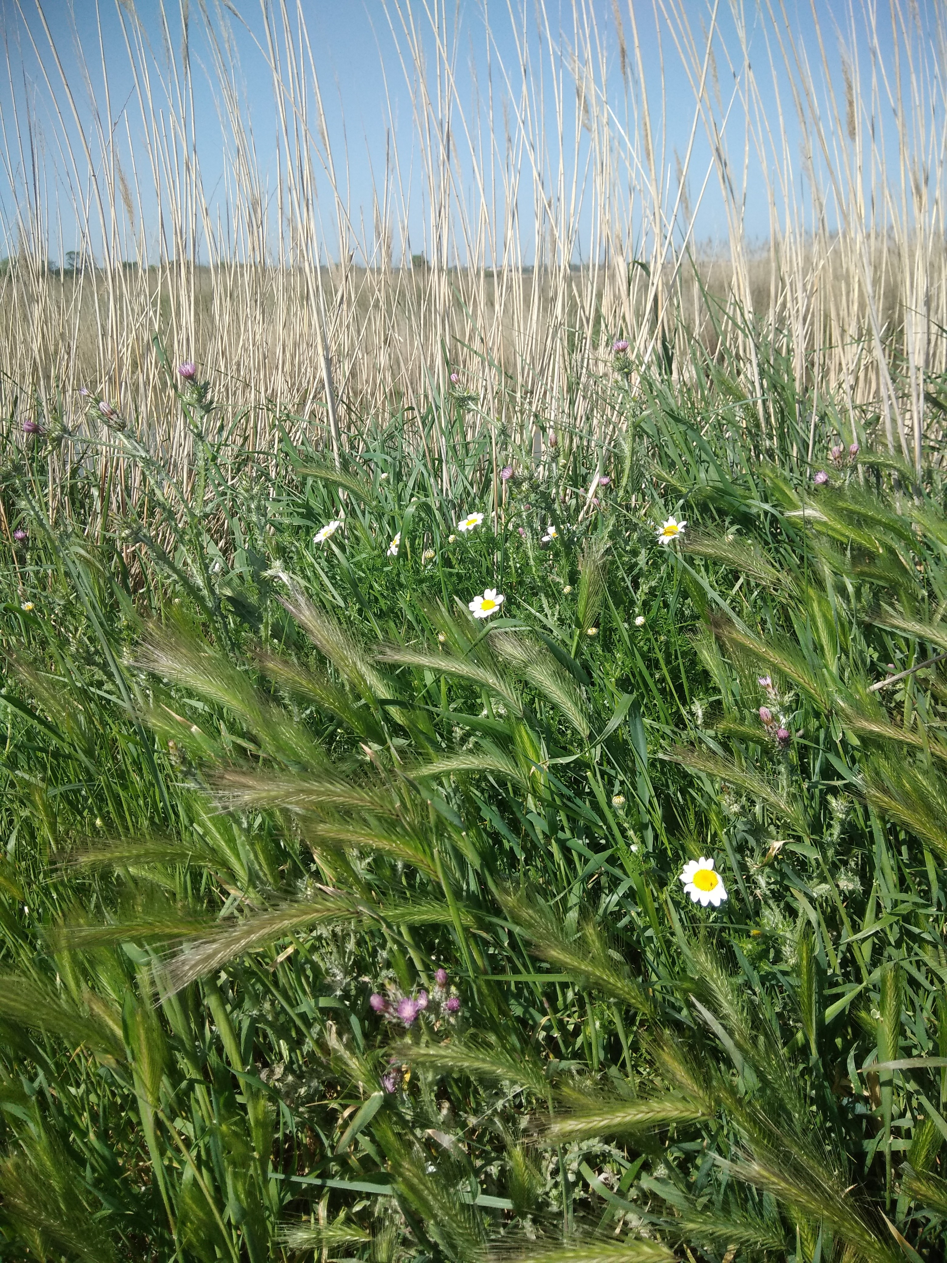 graminées camomille chardon