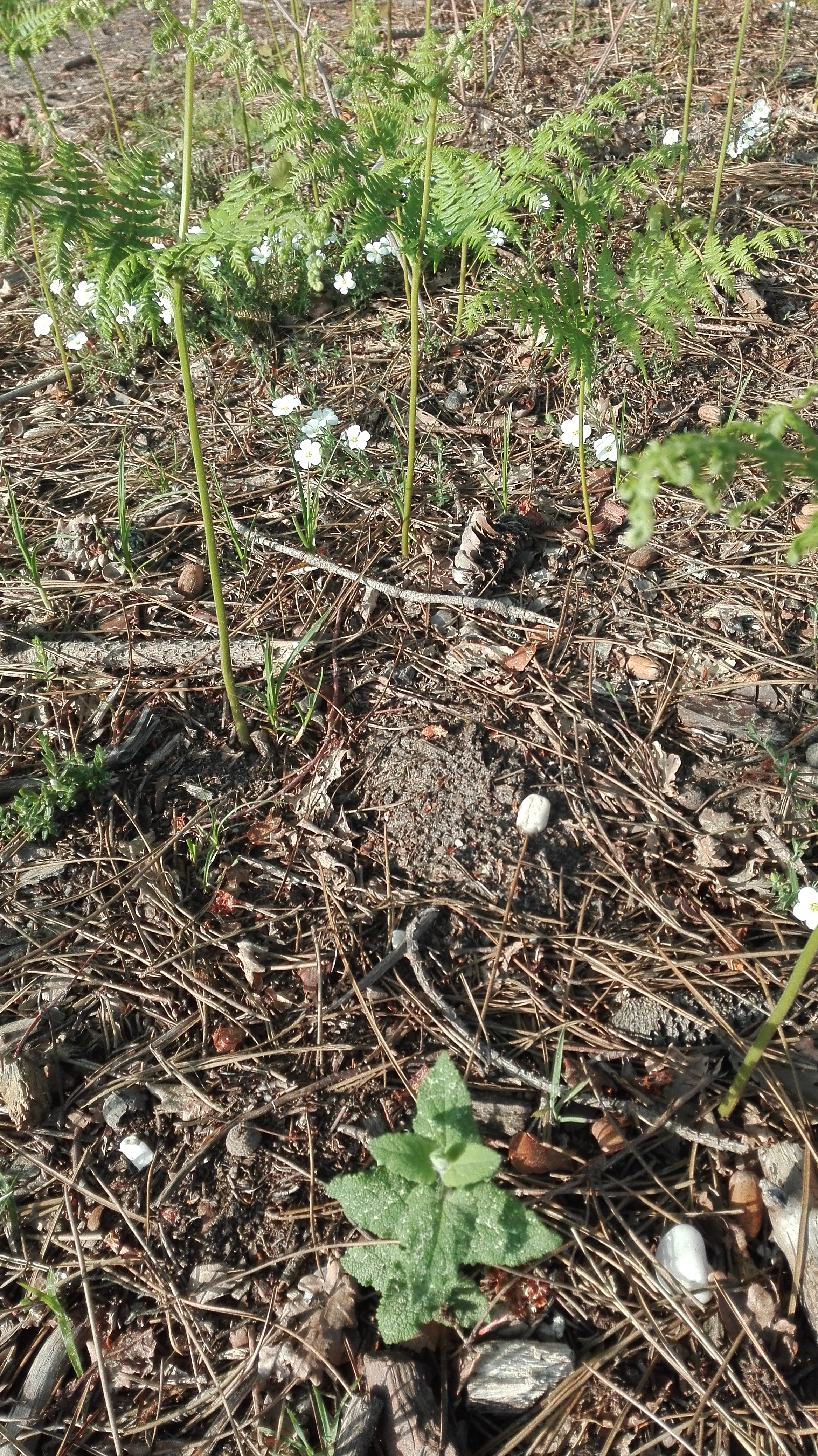 Une photo du sol avec fougère, fleur inconnue, feuilles de pin, menthe blanche.