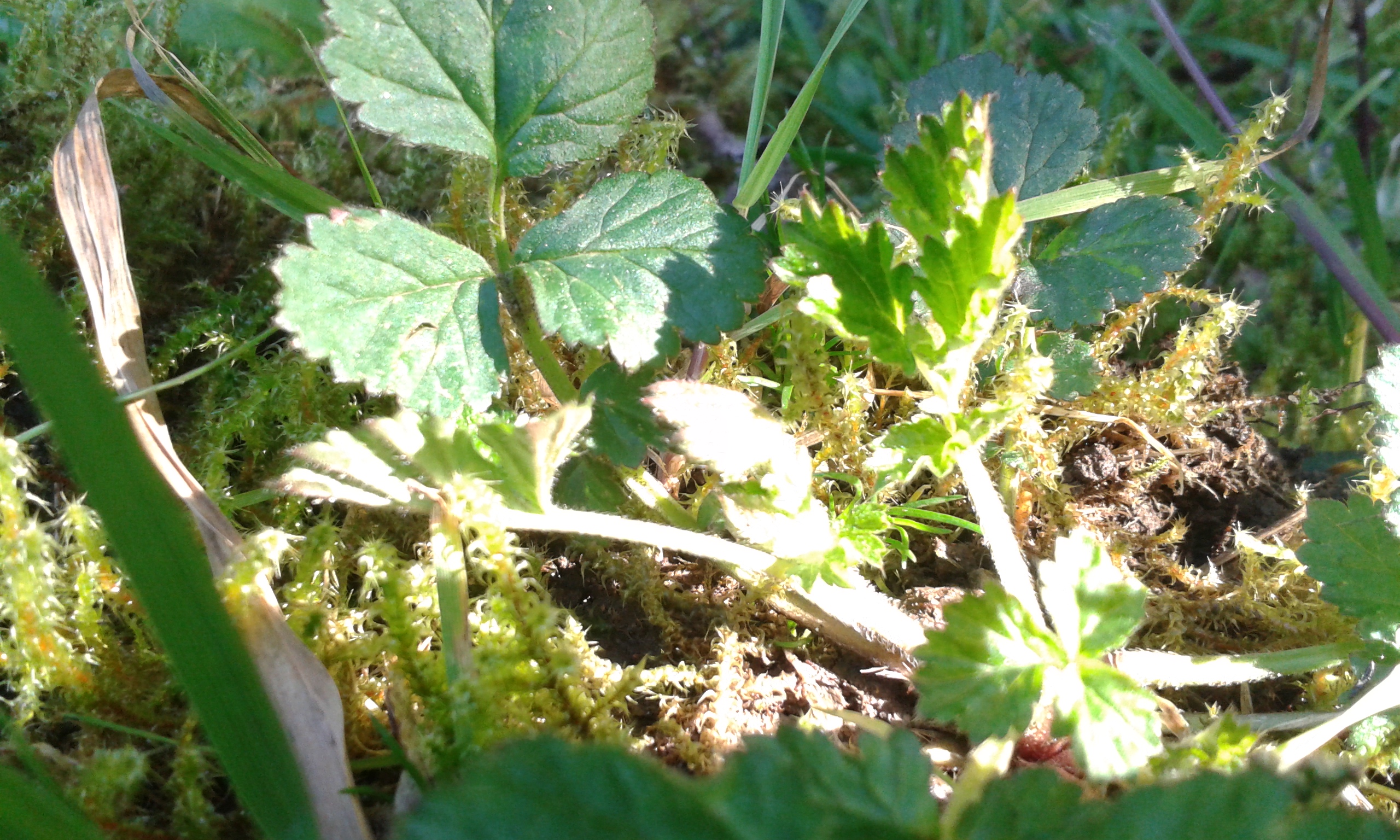 biodiversité jardin brest