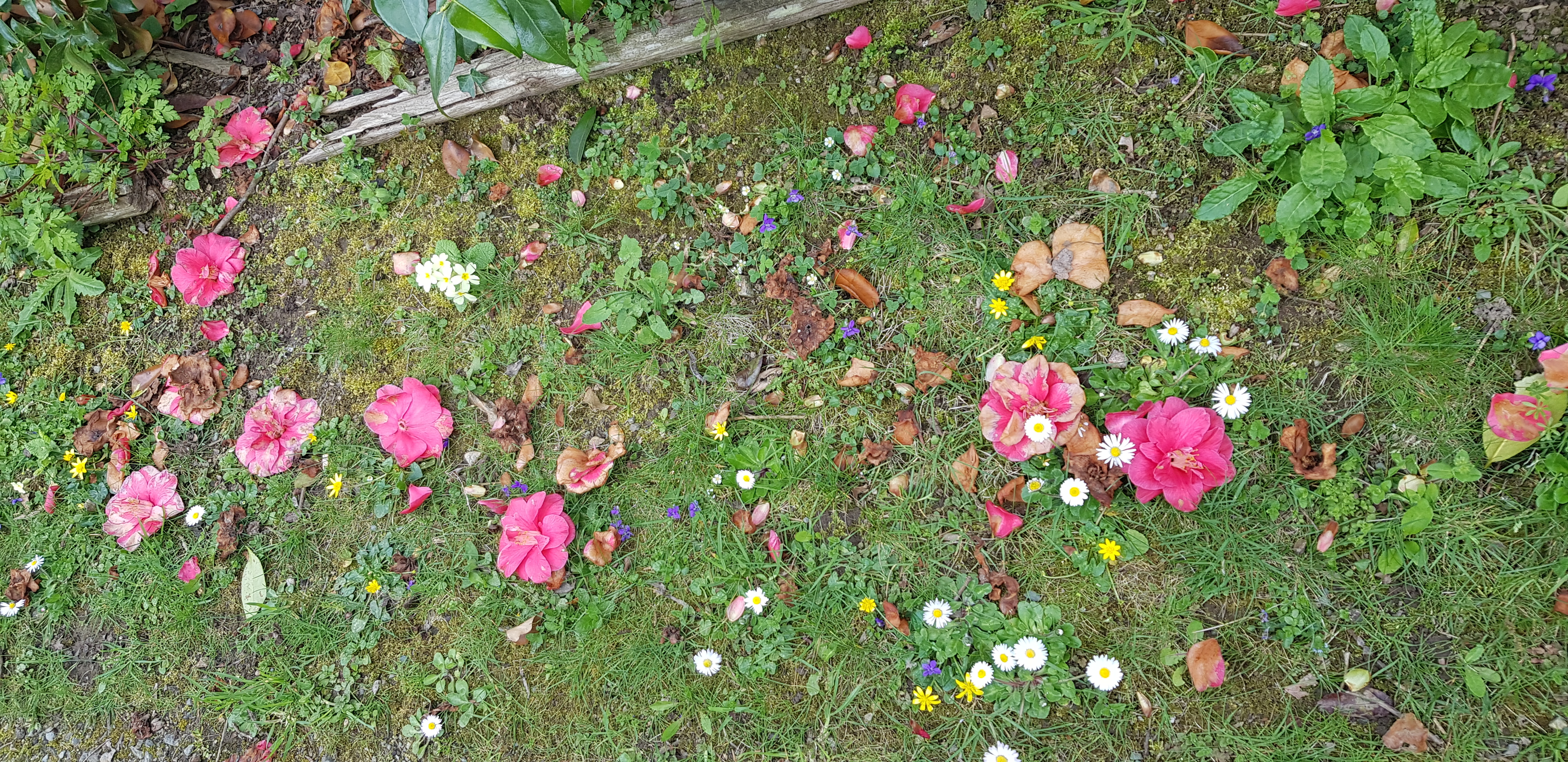 Chemin des Camélias 22260