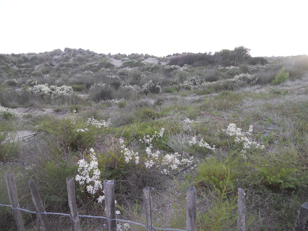 Système de dunes avec végétation ouverte