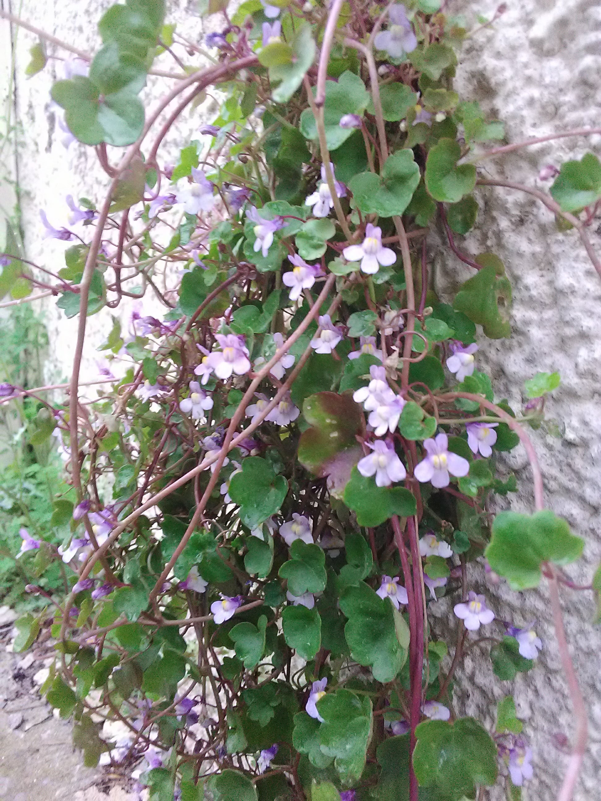 qui peut me dire son nom Merci