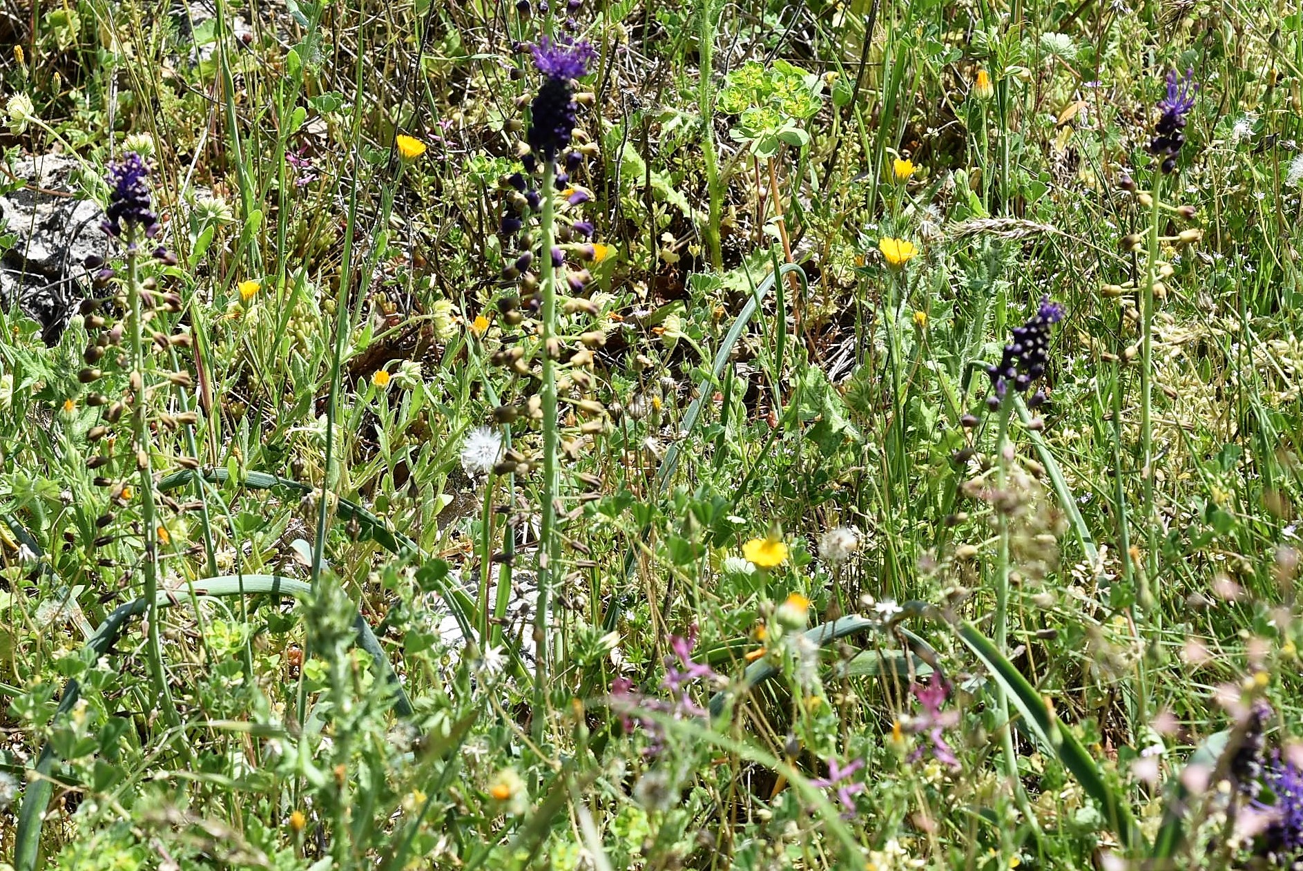 bord de chemin dans le Gard