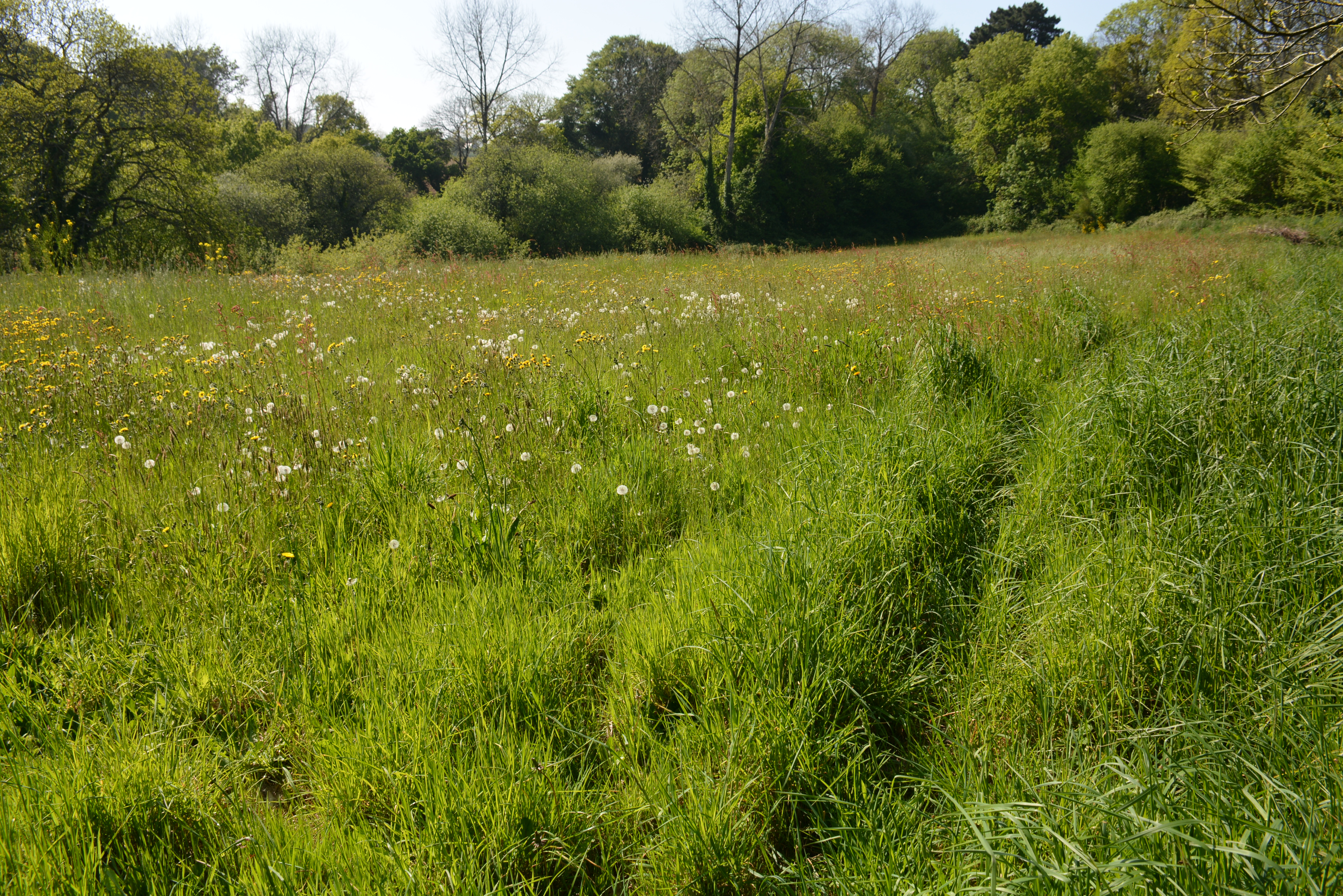 Champ & forêt en Bretagne