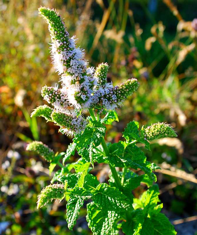 Annexe Mentha_spicata_nana_03.jpg