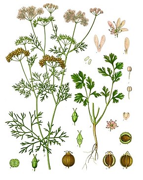 Annexe Coriandrum_sativum.jpg