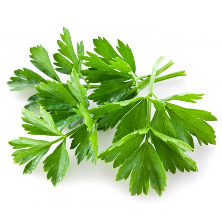 Annexe coriandre-frache.jpg