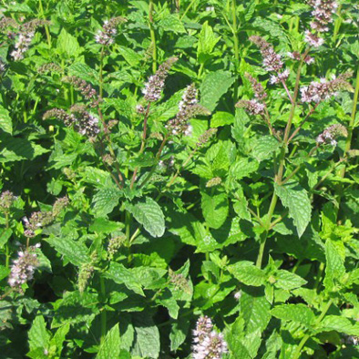 Annexe menthe-verte.jpg