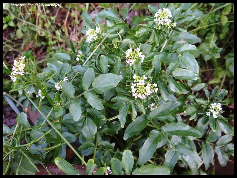 Annexe Cresson de fontaine ou Cresson officinal. Nasturtium officinale bis.JPG