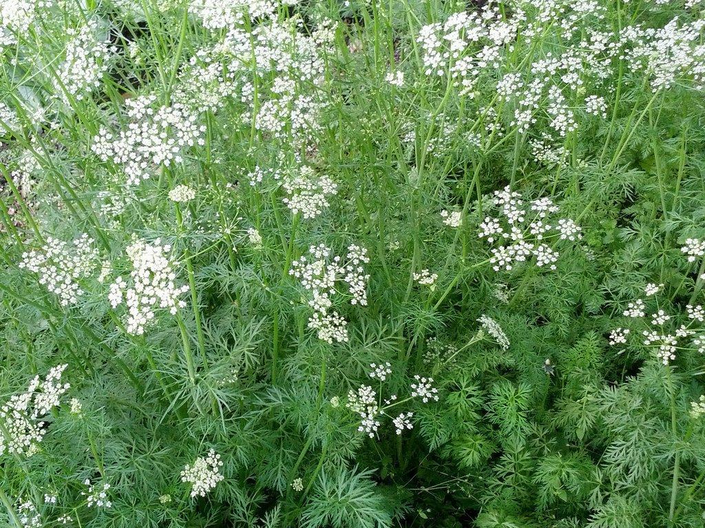 Annexe mainImage-full-12035803.jpg