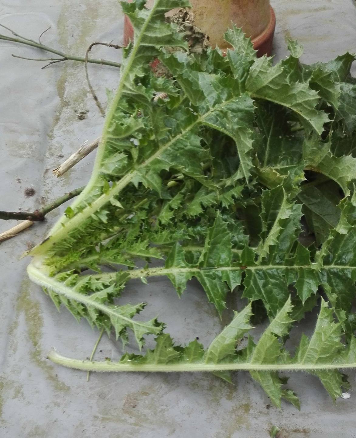 Annexe rosette de chardon béni.jpg