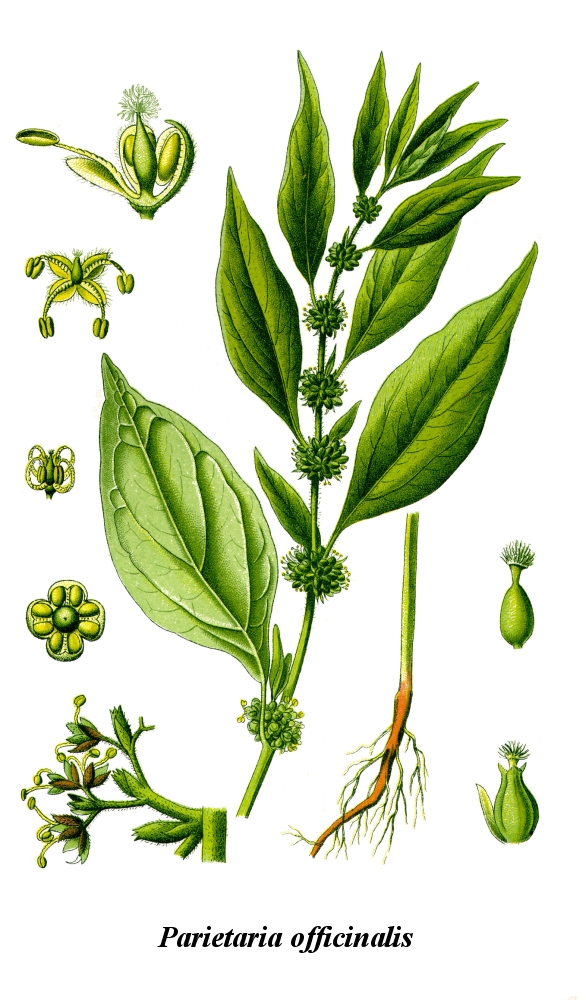 Annexe Cleaned-Illustration_Parietaria_officinalis.jpg