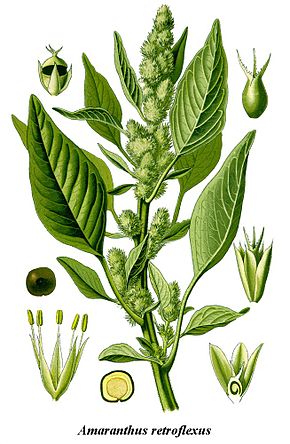 Annexe 290px-Cleaned-Illustration_Amaranthus_retroflexus.jpg