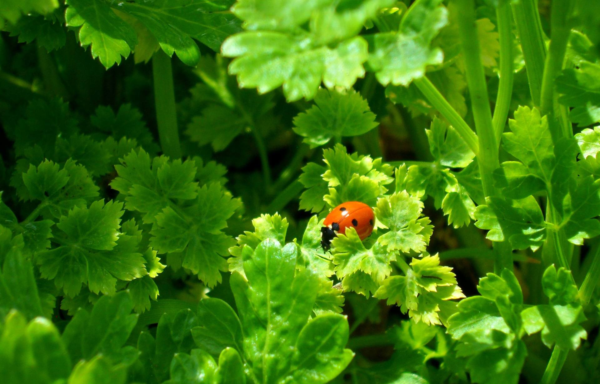 Annexe taboulé 02.jpg