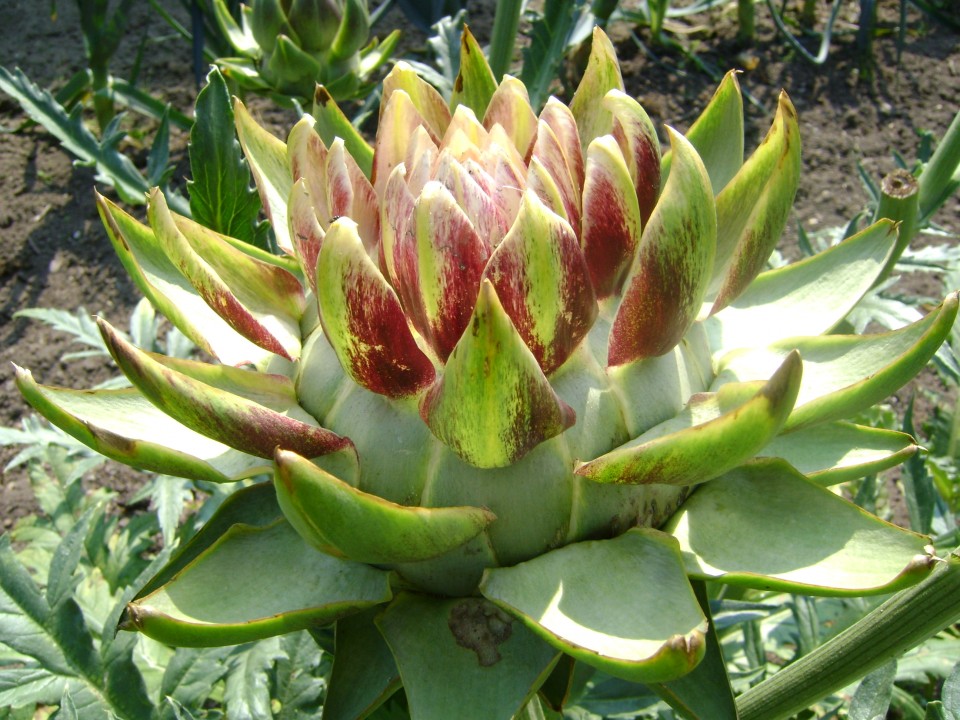 Annexe cynara_cardunculus_kardoen_4.jpg