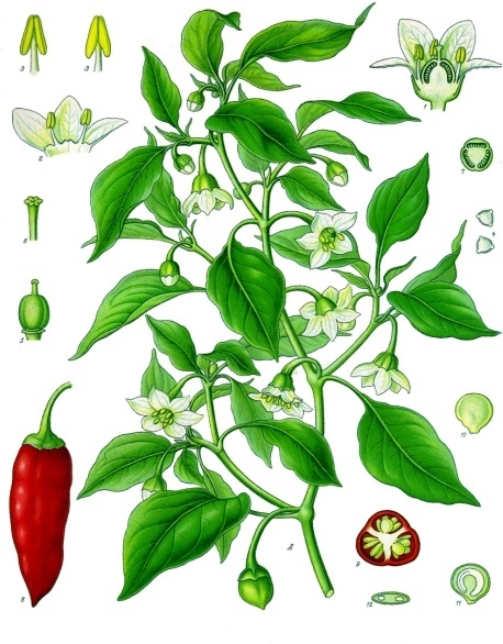 Annexe Capsicum_annuum_-_Köhler–s_Medizinal-Pflanzen-027.jpg