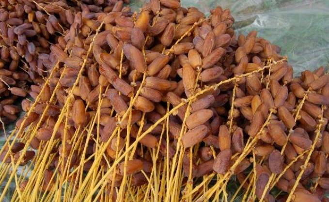 Annexe Datte fruits Egypte.jpg