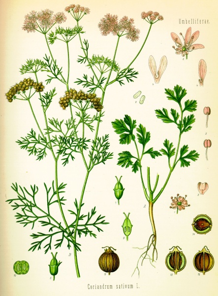 Annexe Coriandrum sativum Koehler.jpg