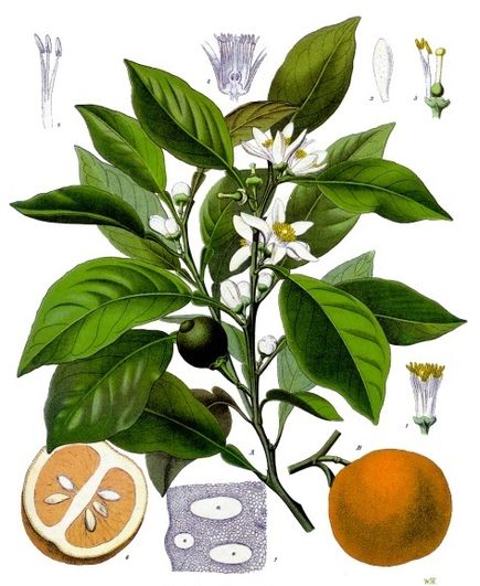 Annexe Citrus_aurantium_-_Köhler–s_Medizinal-Pflanzen-042.jpg