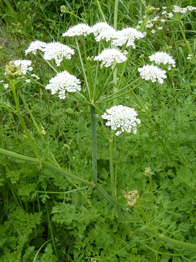 Annexe Cumin_des_pres_04.jpg