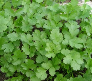 Annexe coriandre.jpg