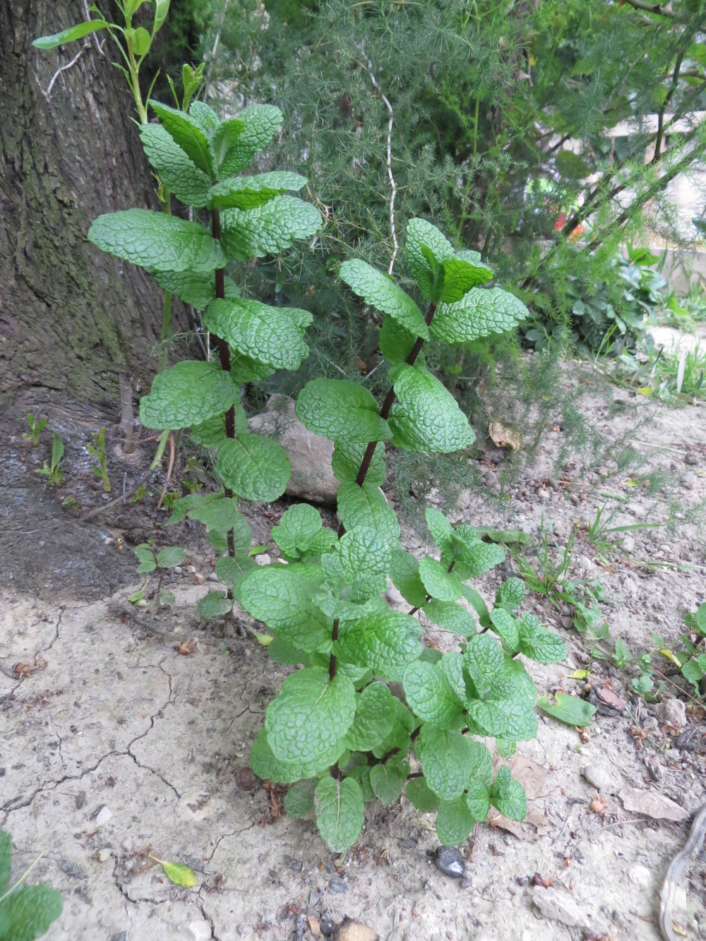 Annexe Mentha piperata.JPG