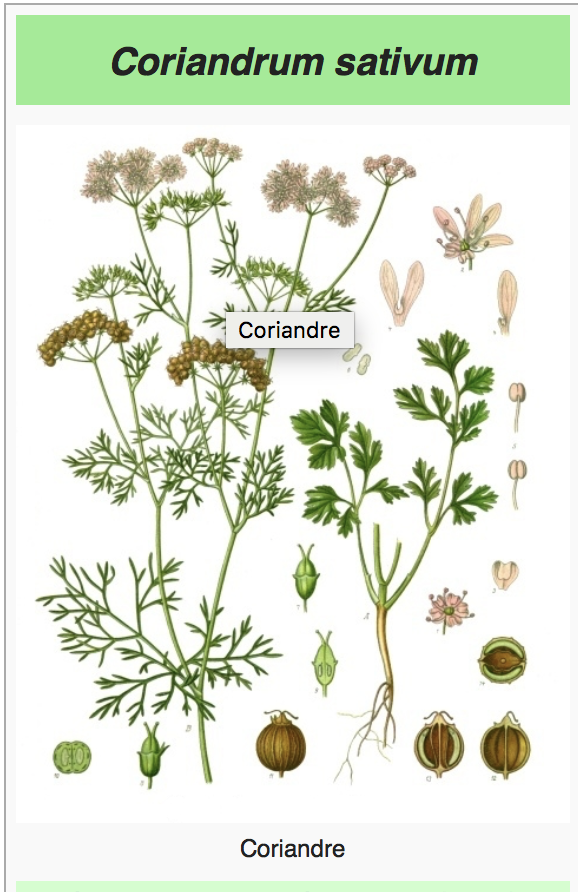Annexe coriandre.png