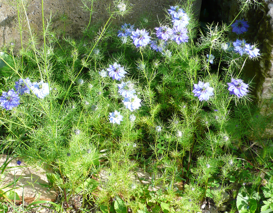 Annexe nigelle-de-damas2.jpg
