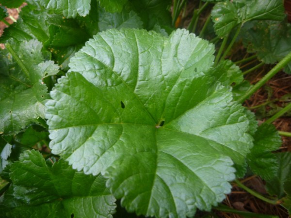 Annexe P1010619-800x600-600x450.jpg