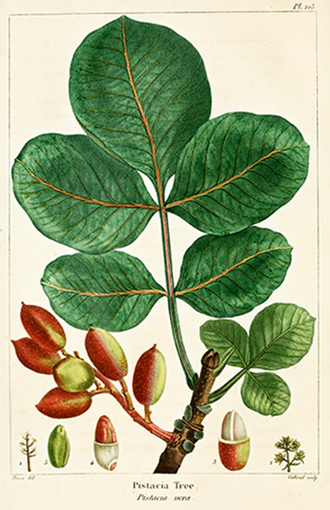 pistacia vera "the north america sylva" F.A.MICHAUX