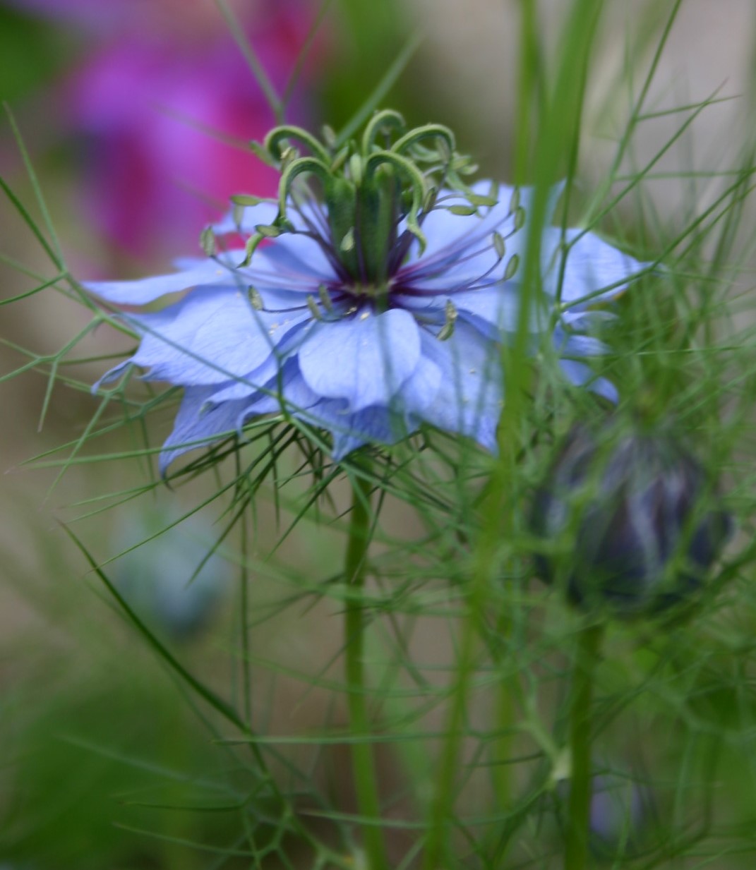Nigelle de Damas de mon jardin (Val d'Oise)