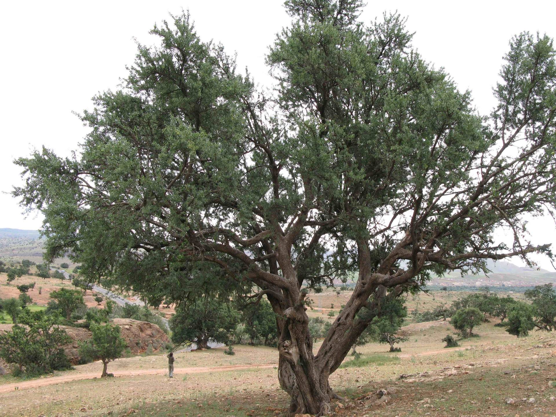 Arganier dans le Sous au Maroc