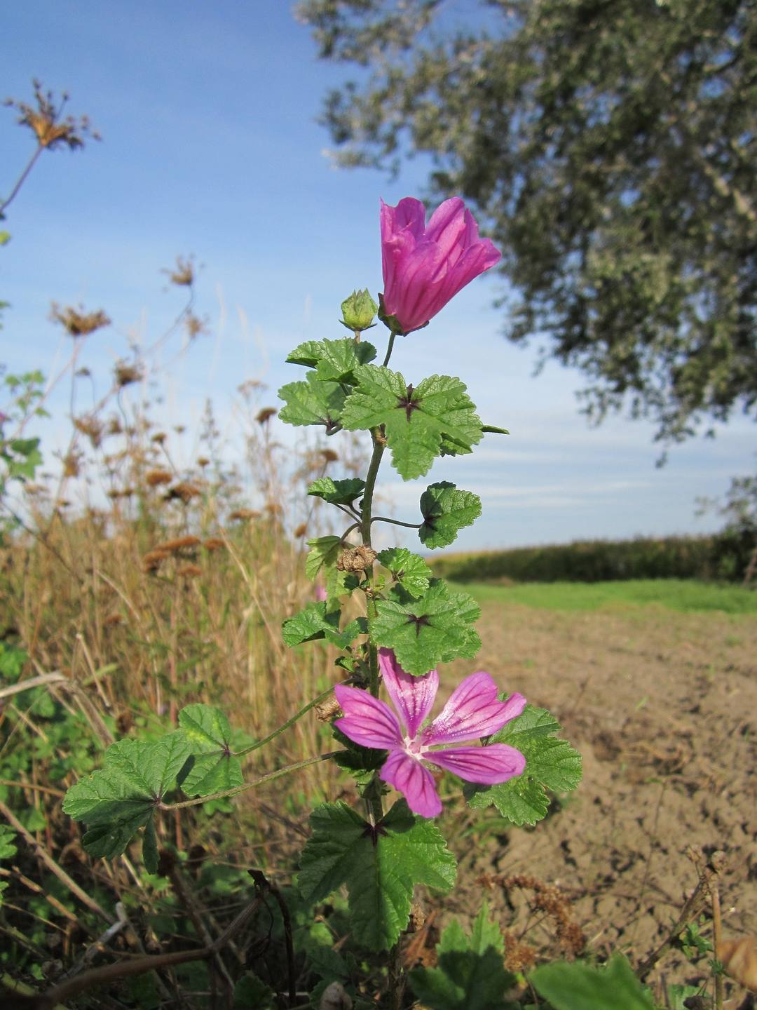 Malva sylvestris