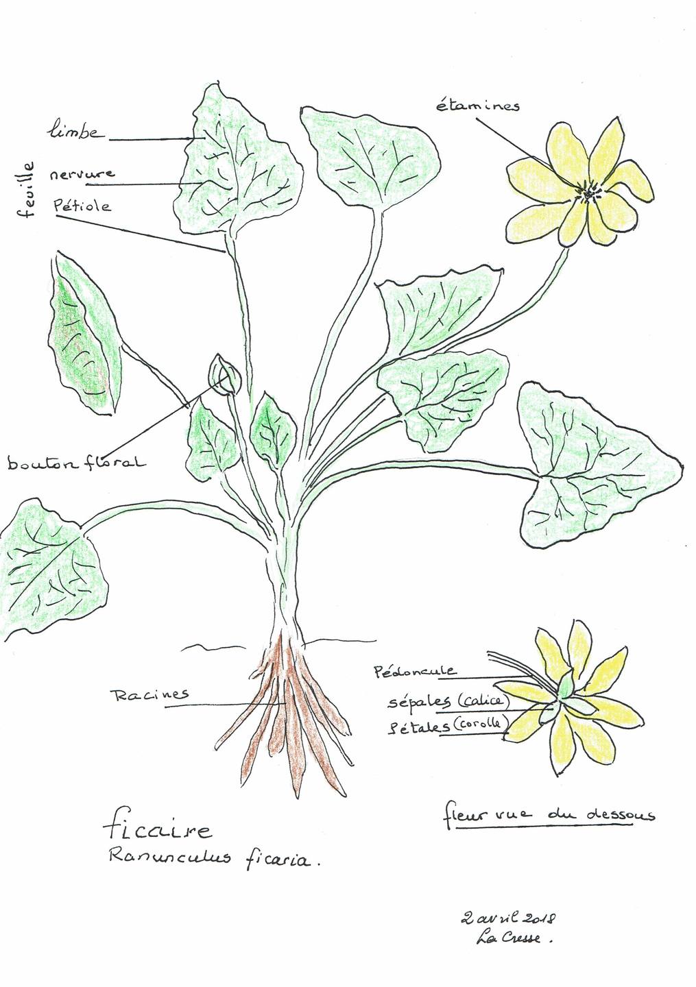 Annexe fiacaire dessin02042018_0001.jpg