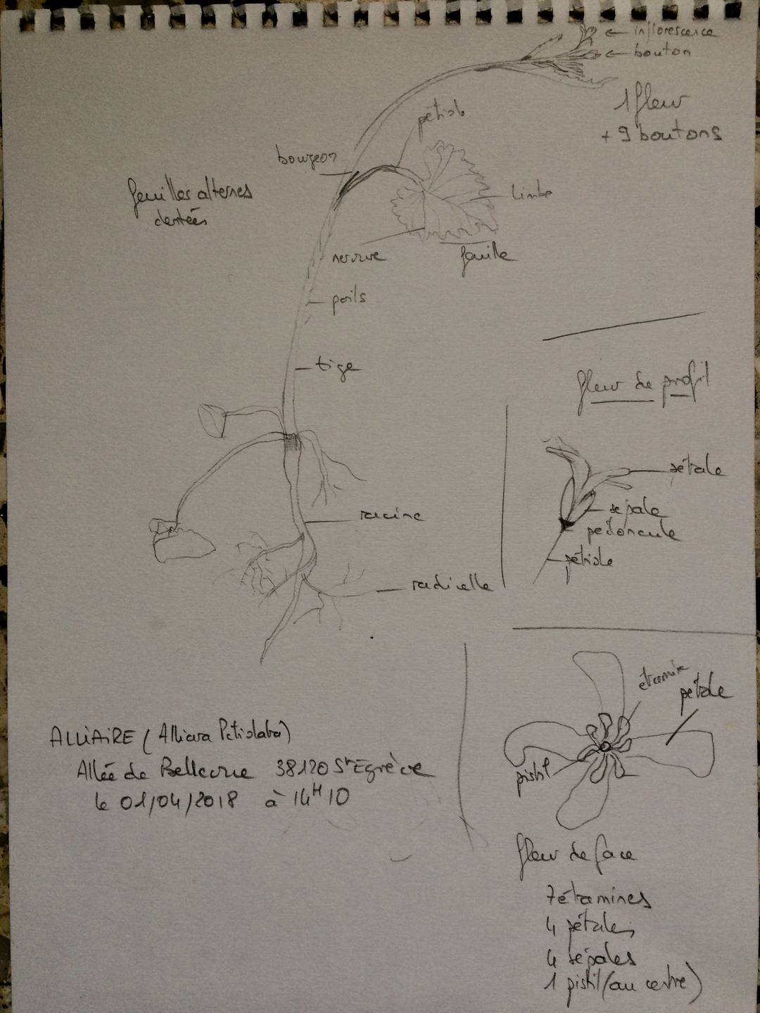 Annexe Alliaria Petiolata.jpg