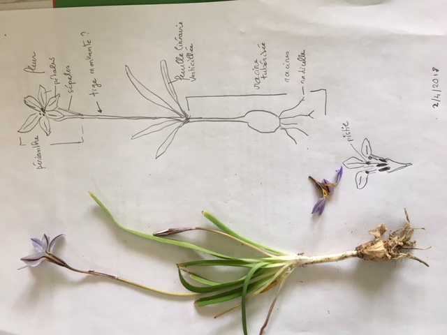 Annexe semaine2plante dessin.JPG