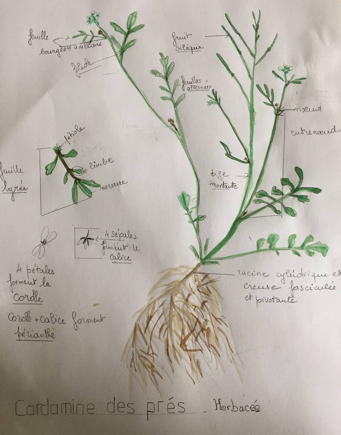 Annexe cardamine des prés Herbacée_edited.jpg