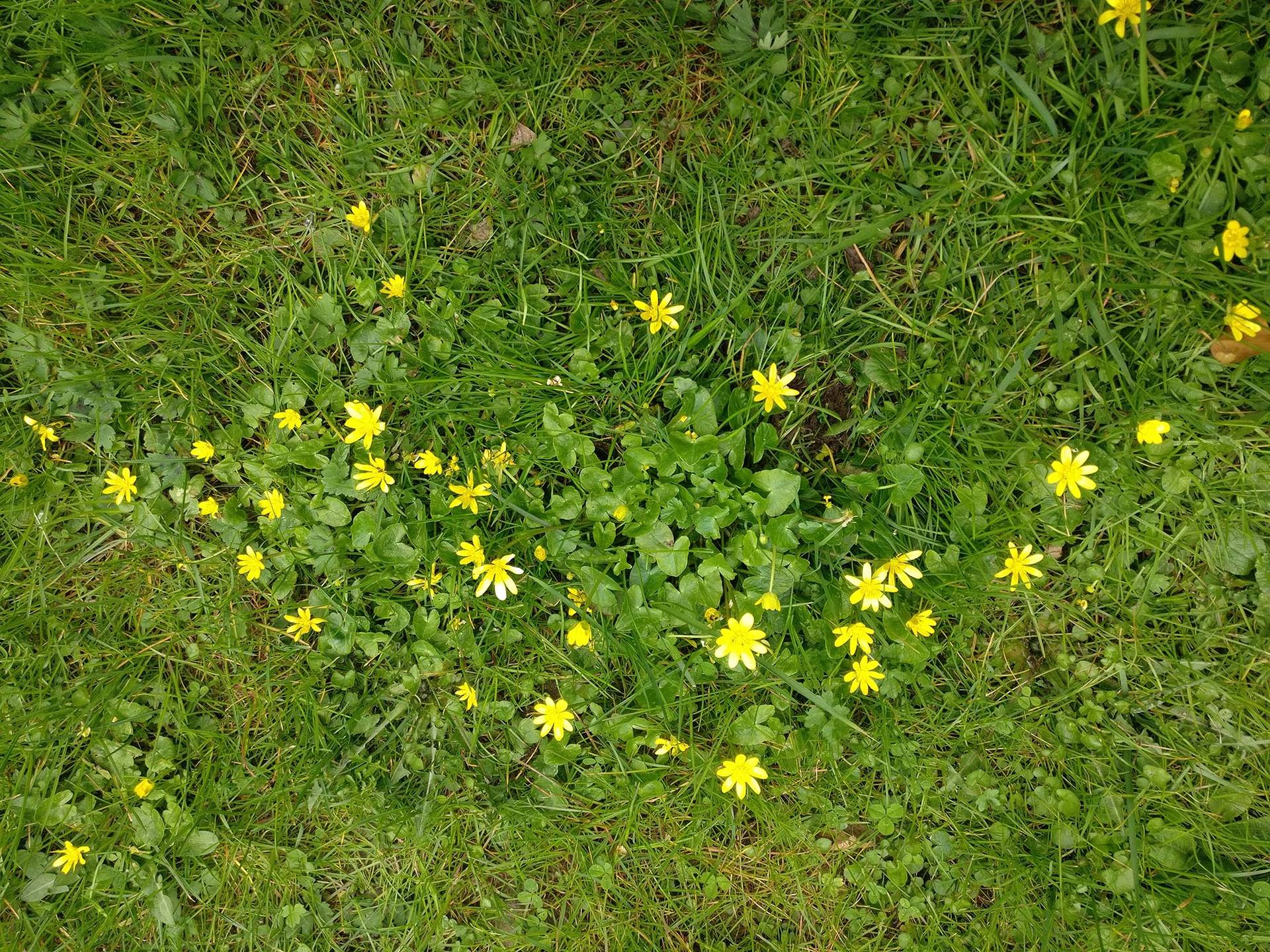 Annexe IMG_20180402_162149ld.jpg