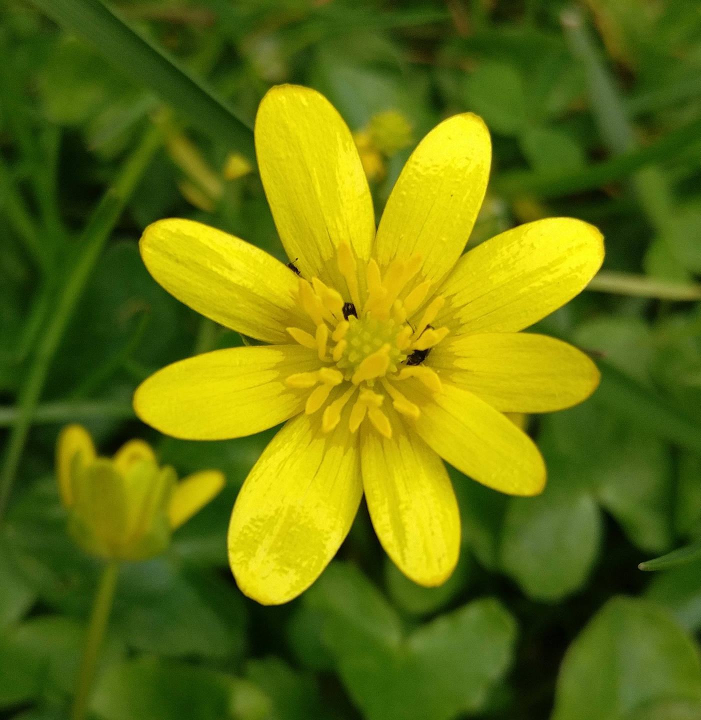 Annexe IMG_20180402_162158ld.jpg