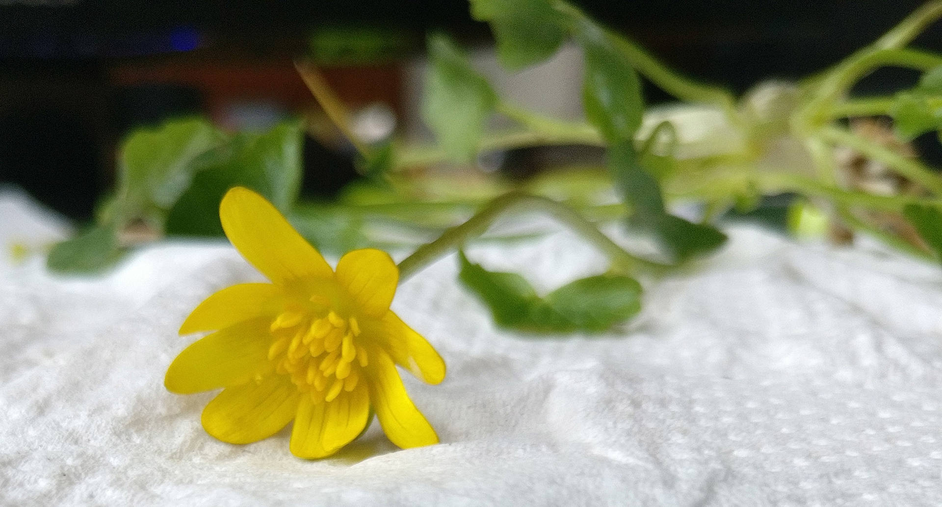 Annexe IMG_20180402_163142ld.jpg