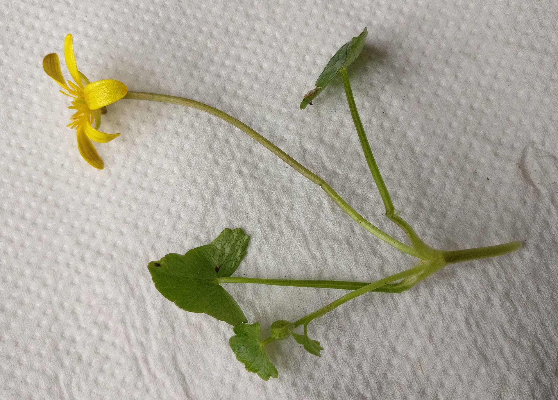 Annexe IMG_20180402_164154ld.jpg