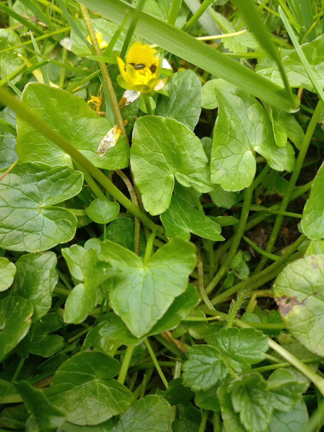 Annexe IMG_20180402_162223ld.jpg