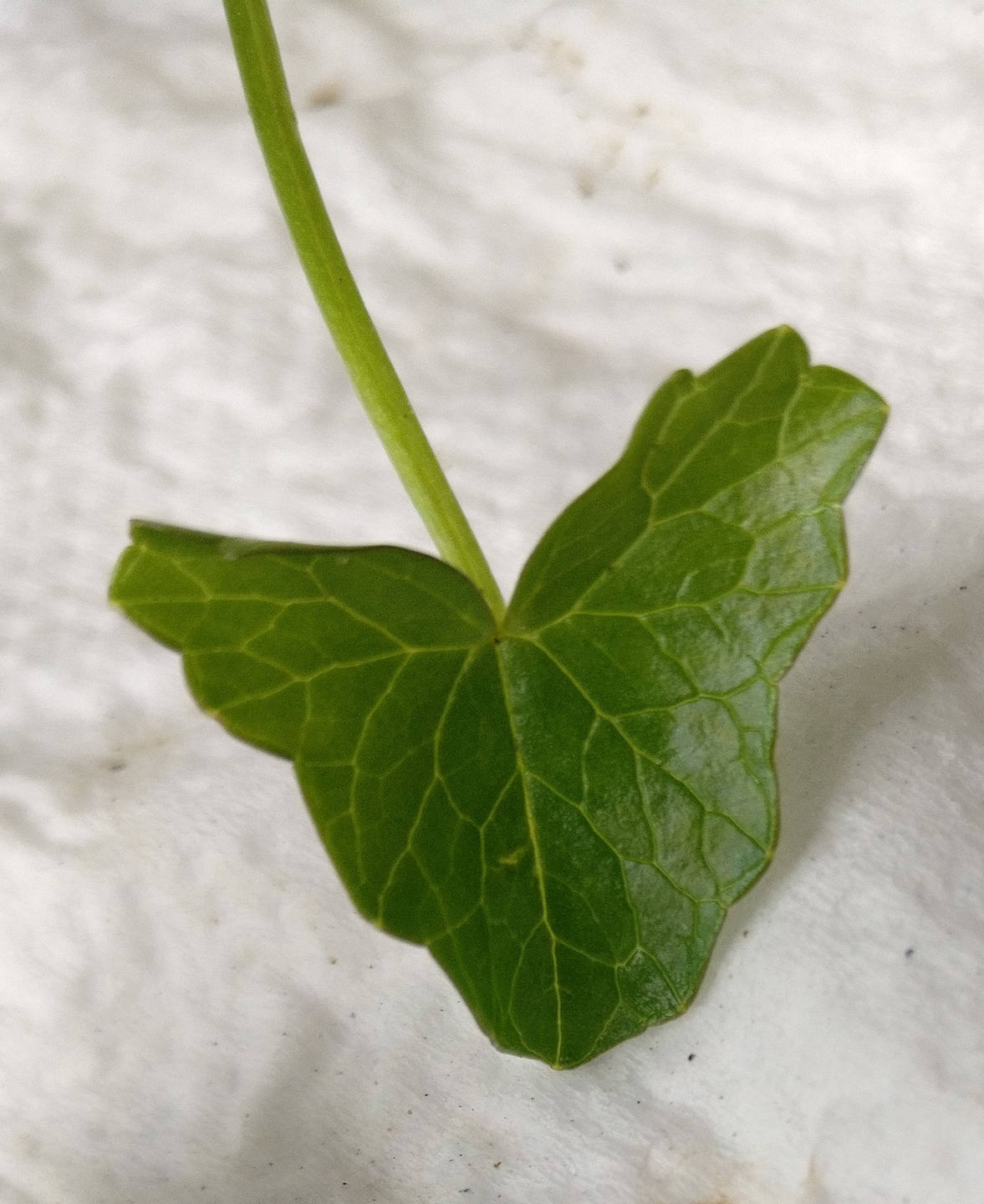 Annexe IMG_20180402_162856ld.jpg