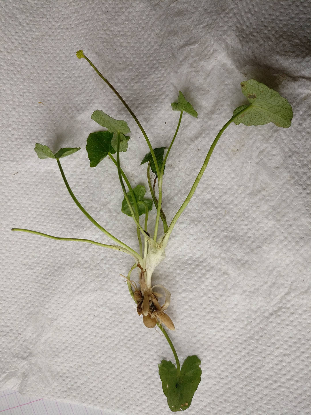 Annexe IMG_20180402_164422ld.jpg