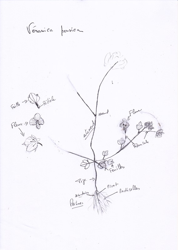 Annexe Veronica persica dessin.jpg