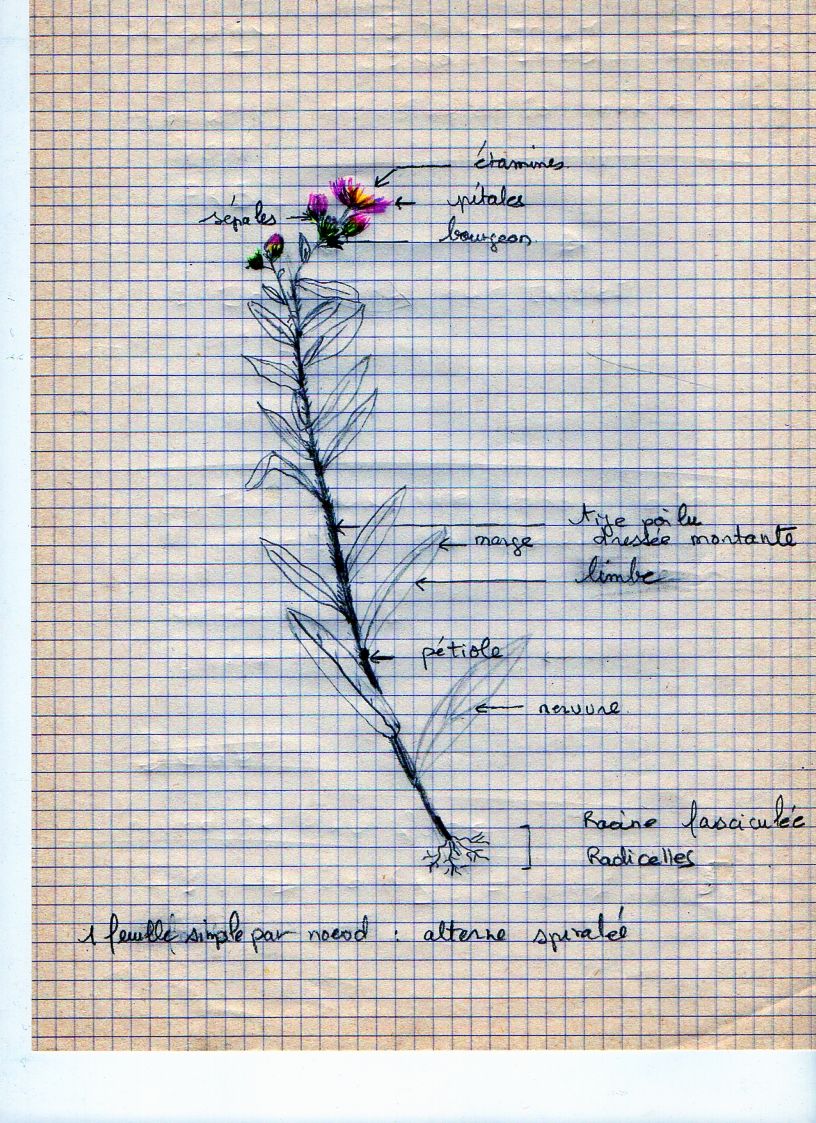 Annexe BELLIS PERENNIS.jpg