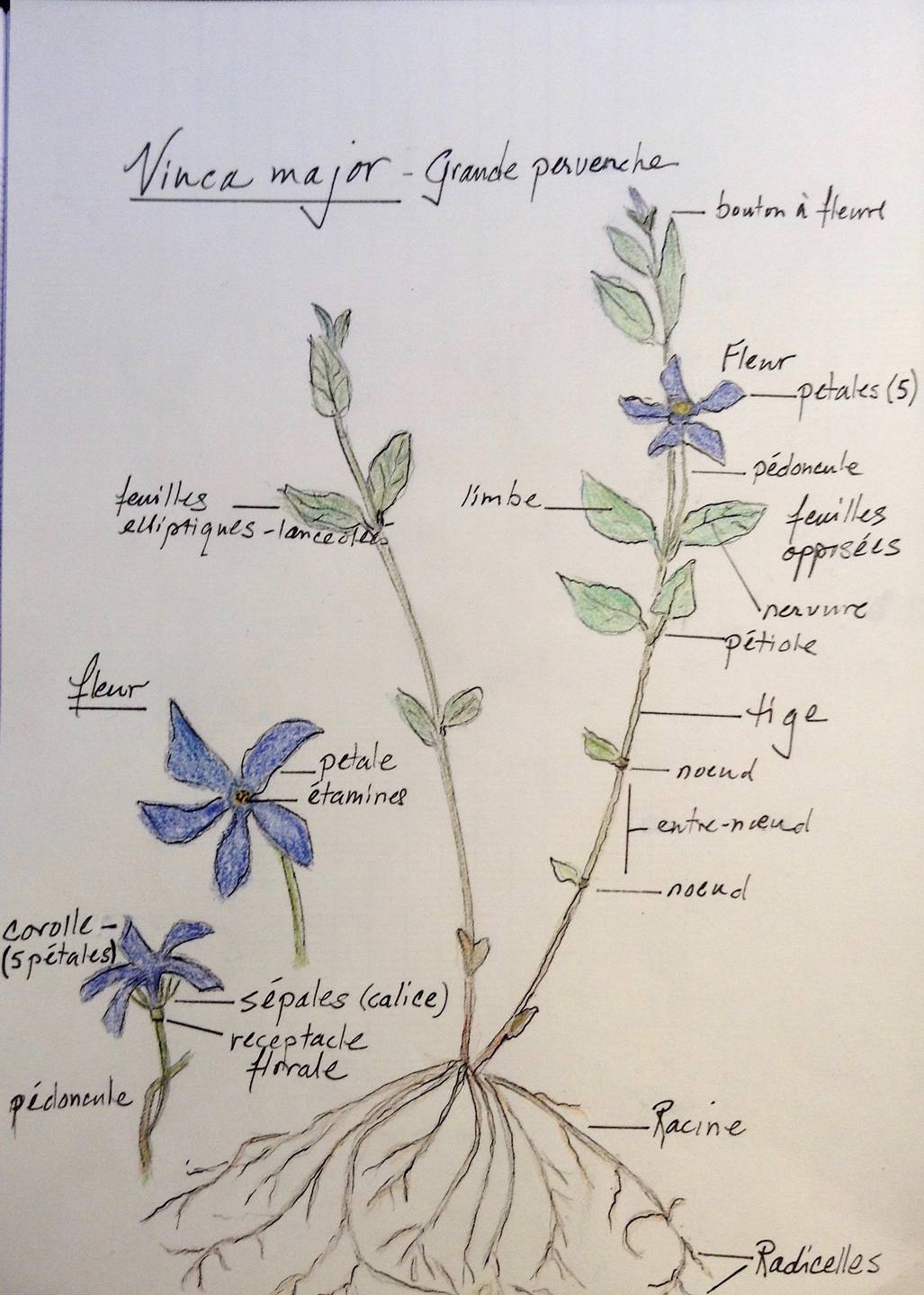 Annexe Vinca major.jpg